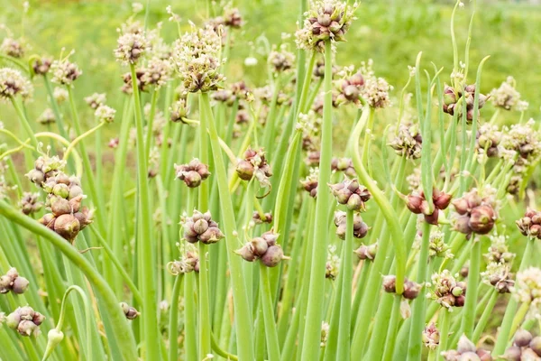 stock image Onion seeds