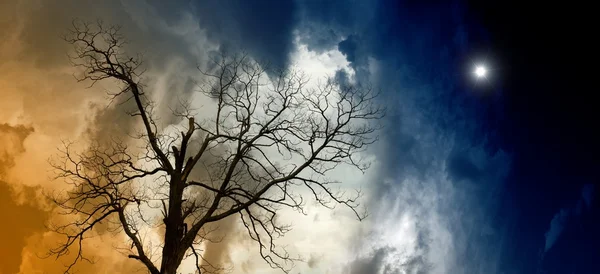 Copac rupt — Fotografie, imagine de stoc