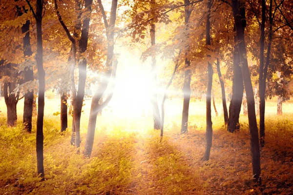 Sonniger Herbstmorgen — Stockfoto