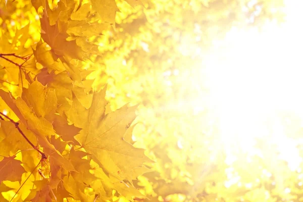 日当たりの良い秋晴れ — ストック写真