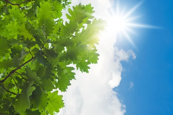 Zelené listy a slunce — Stock fotografie