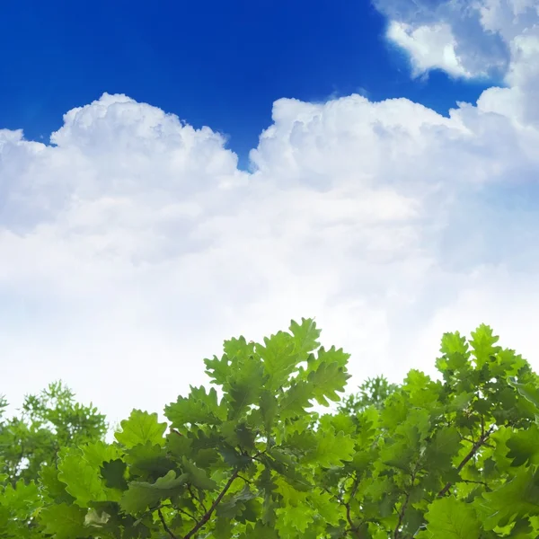 Levelek zöld tölgy, kék ég — Stock Fotó