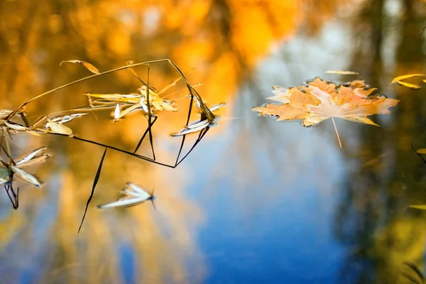 stock image Beautiful fall