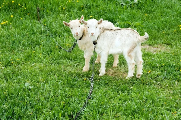 Två vita goatlings — Stockfoto