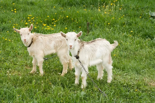 Två vita goatlings — Stockfoto