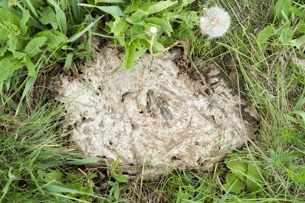 Cow manure on pasture — Stock Photo, Image
