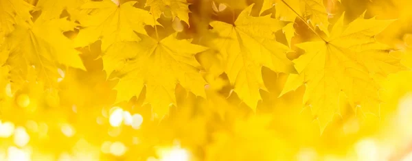 가을의 잎 — 스톡 사진