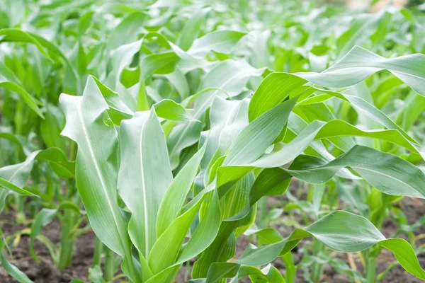 Stock image Green corn field