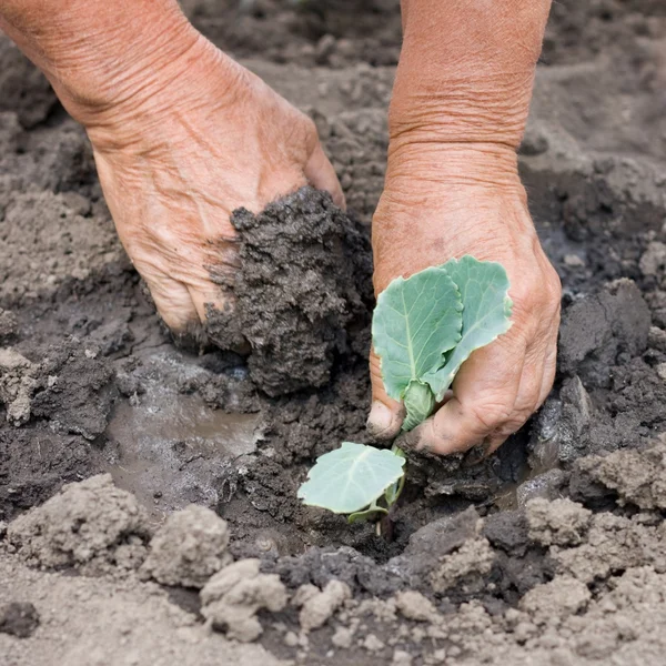 Rzeczywistym sadzenia kiełkować kapusty z brudnych rąk — Zdjęcie stockowe