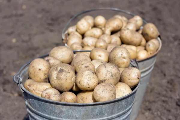 stock image Two buckets with potatoes