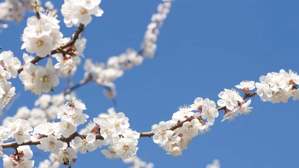 Albicocca in fiore — Foto Stock