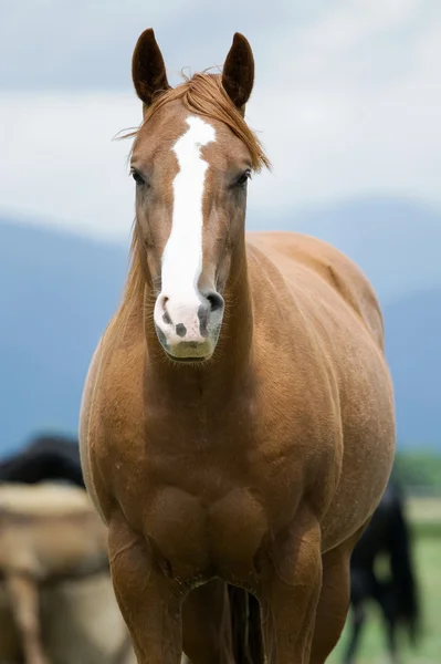 Dettaglio del cavallo — Foto Stock