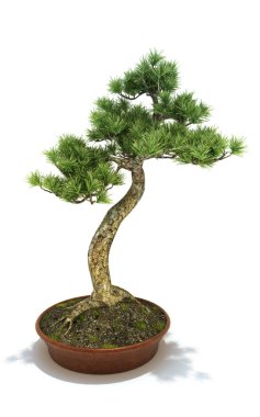 Bonsai potted tree clipart