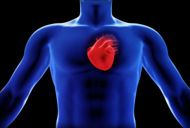 İnsan kalbi x-ray kavramı
