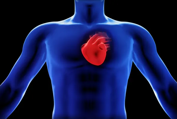 Koncepcja ludzkiego serca RTG — Zdjęcie stockowe
