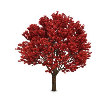 Kırmızı yaprakları ile sonbahar ağacı