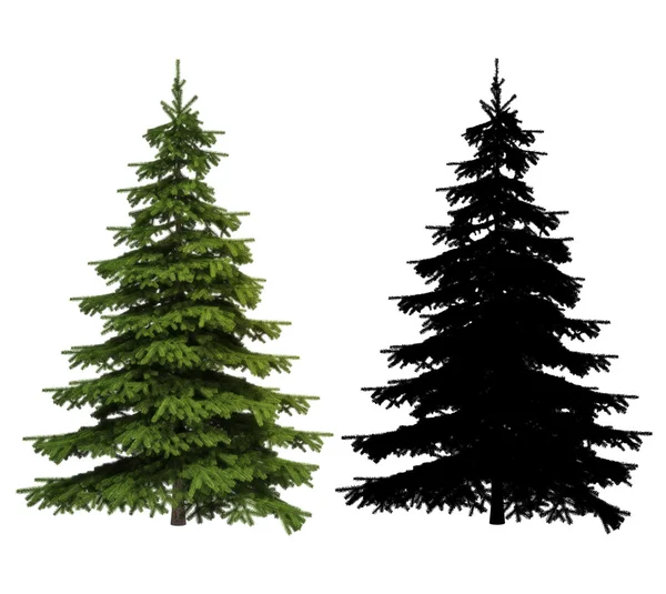 Ultra detailed Picea spruce tree with silhouette included — Stock Photo, Image