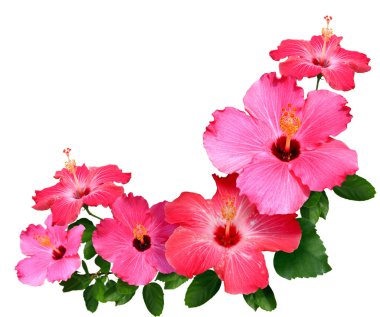 Hibiscus clipart