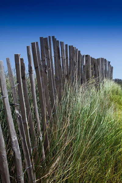 stock image Wild grass