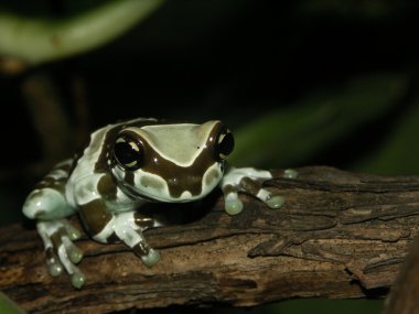 Amazon milky frog clipart