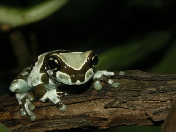 Amazonka mleczny żaba Zdjęcia Stockowe bez tantiem