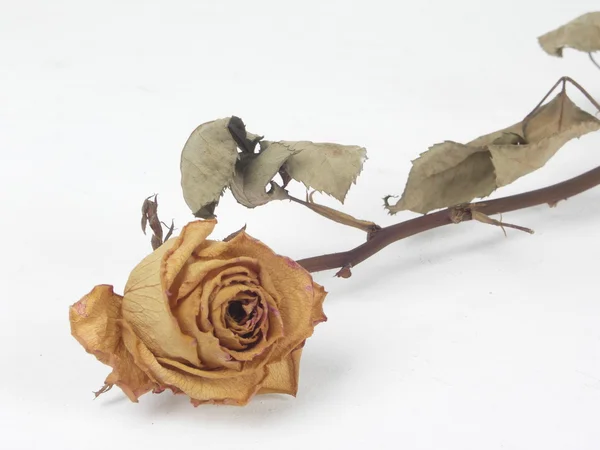 Trockene Rose — Stockfoto