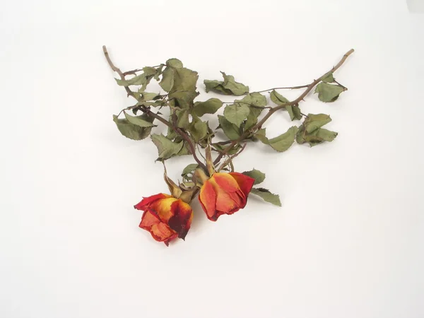 Trockene Rosen — Stockfoto