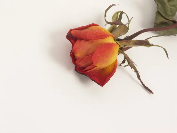 Trockene Rose — Stockfoto