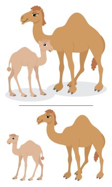 Camels clipart