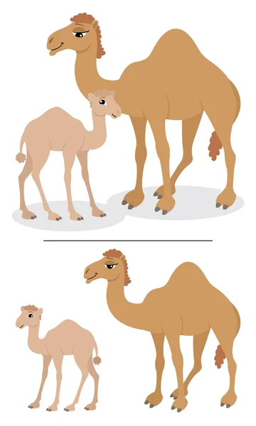 stock vector Camels