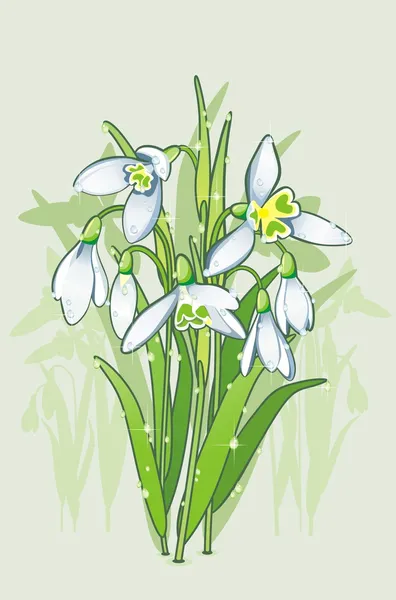 The blooming snowdrops. — Stock Vector