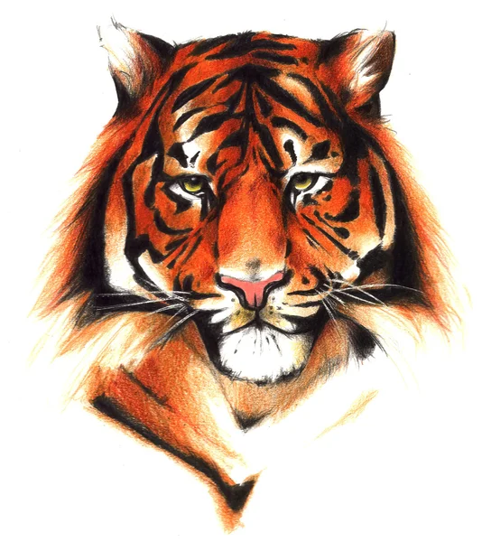 Tigerillustration — Stockfoto