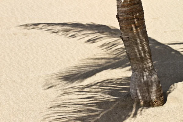 Ombra di palma — Foto Stock