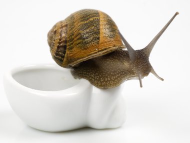 Escargot: live! clipart