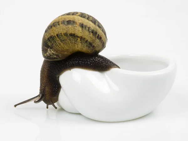 stock image Escargot: escape.