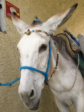 Donkey in a greek village clipart