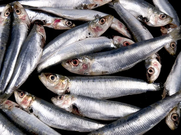 stock image Sardines