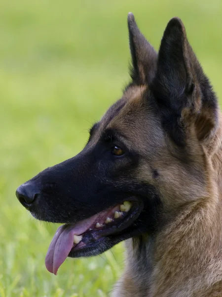 stock image Portrait of german shepard