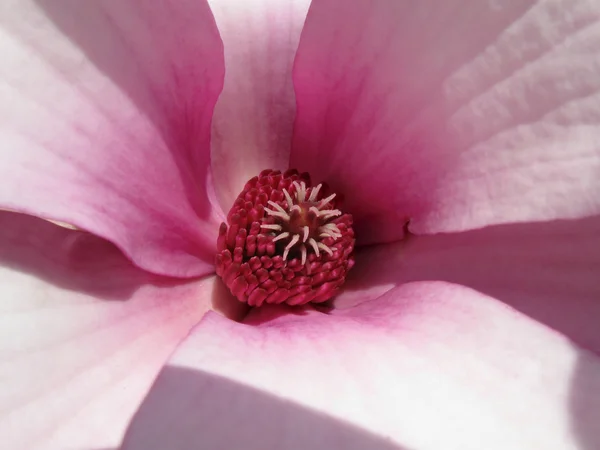 stock image Colored flower