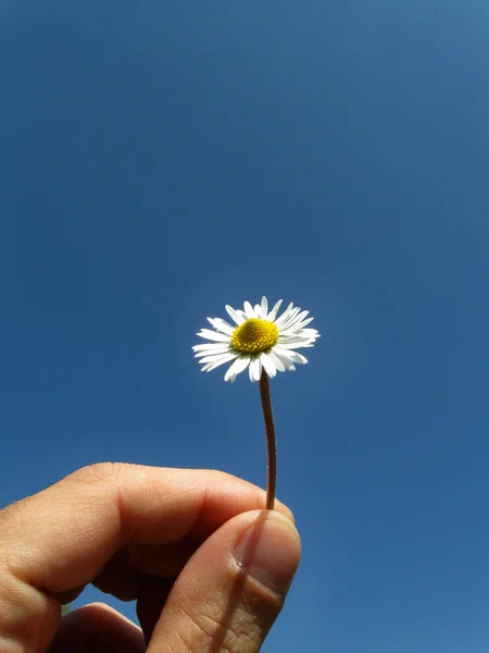 Nice daisy — Stock Photo, Image