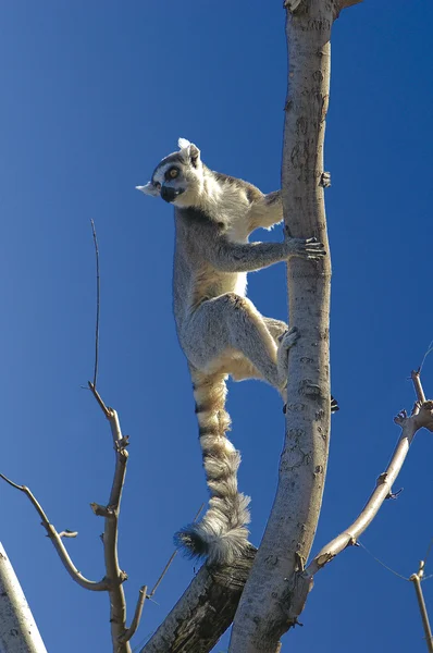 stock image Nice lemur