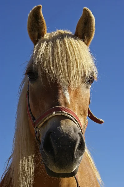 stock image BEAUTIFUL HORSE