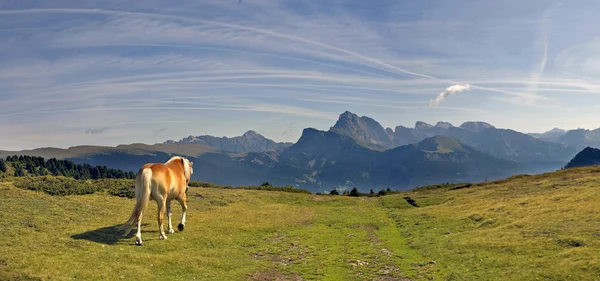 Paard op Alpen — Stockfoto
