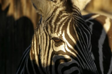 güzel zebra