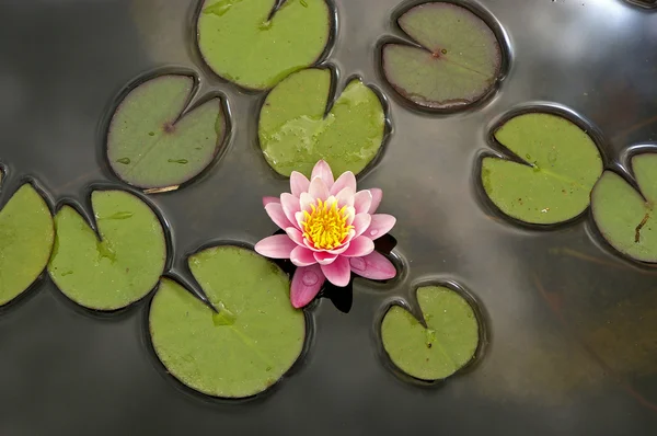 stock image Waterlily