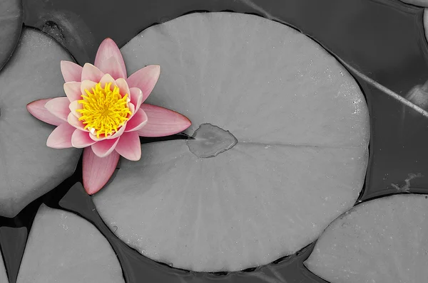 stock image Waterlily