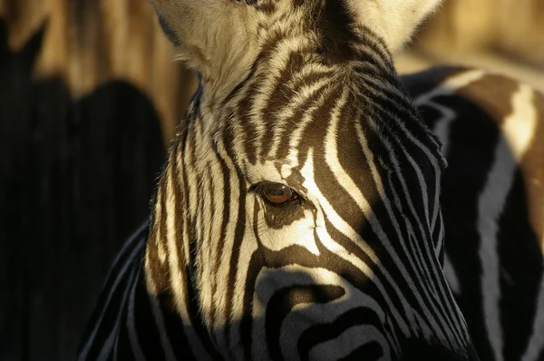 Красивая зебра — стоковое фото