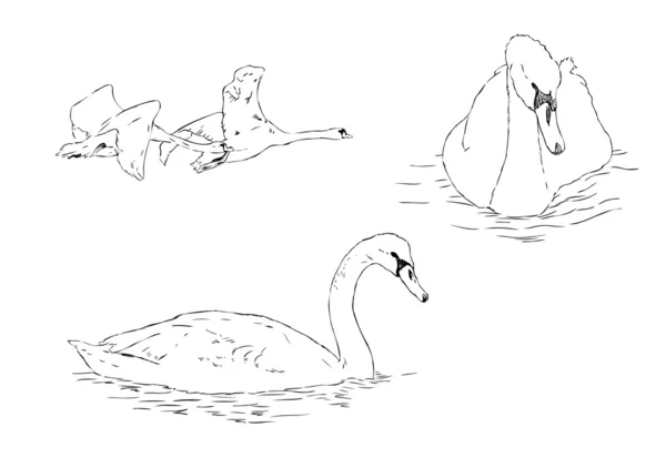 4 cisnes — Vetor de Stock