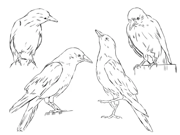 4 corbeaux — Image vectorielle