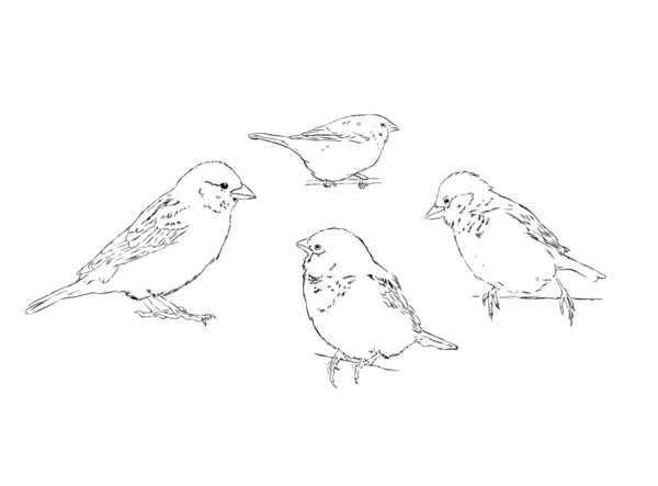 Sparrows — Stockový vektor